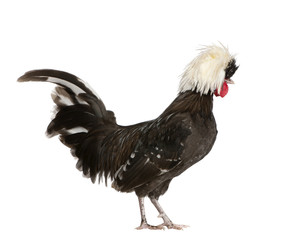 Holland dwarf rooster white-crested against white background