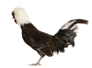 Holland dwarf rooster white-crested against white background