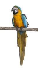 Fototapeta na wymiar Blue-and-yellow Macaw, perched against white background