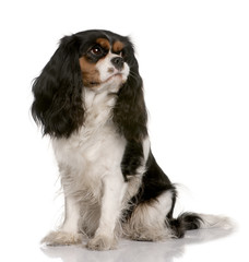 Cavalier King Charles, sitting in front of white background