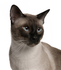 Siamese cat, 1 year old, in front of white background