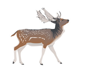 white-tailed deer stag