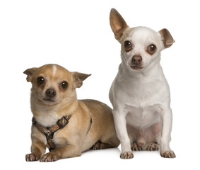 Two Chihuahuas, standing in front of white background