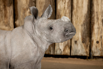 young White Rhinoceros or Square-lipped rhinoceros