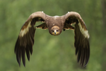 Steinadler (Aquila chrysaetos) © DirkR