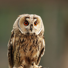Waldohreule (Asio otus)