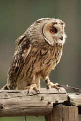 Waldohreule (Asio otus)