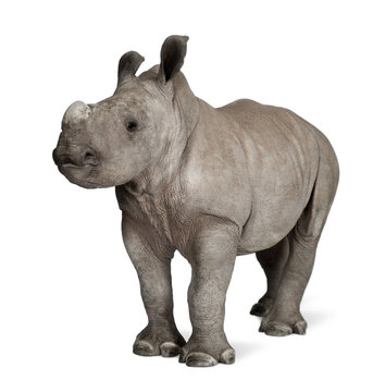 young White Rhinoceros standing in front of white background