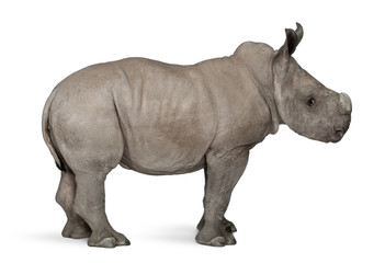 Obraz premium young White Rhinoceros standing in front of white background