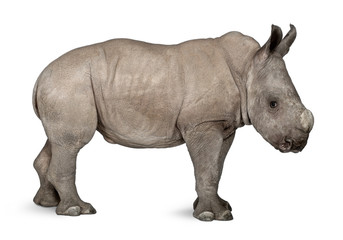 young White Rhinoceros standing in front of white background