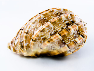 seashell.