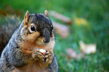 Squirrel eating nut - close up left