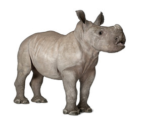 Obraz premium young White Rhinoceros or Square-lipped rhinoceros - Ceratotheri