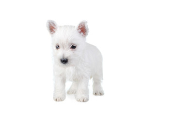 white puppy