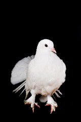 White pigeon