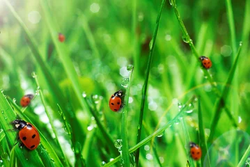 Foto op Plexiglas vers groen gras met waterdruppels © Denis Tabler
