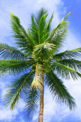 Fototapeta premium Kokospalme