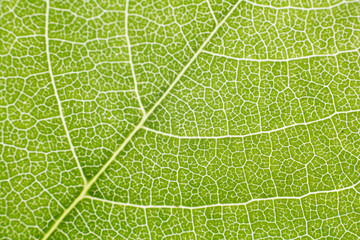 structure of leaf.