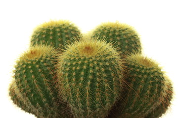 Eriocactus leninghausii (golden ball cactus)