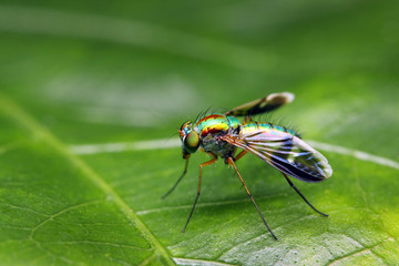 Long Legged Fly