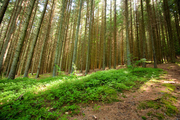 Obraz premium Pine forest
