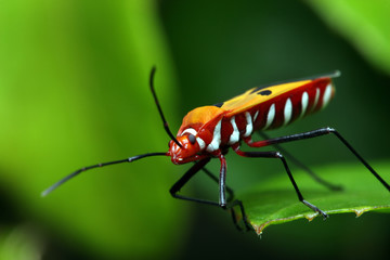 Shield Bug