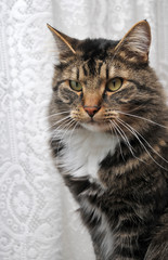 peculiar maine coon cat