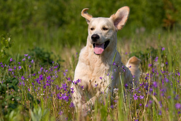 Running golden retriever