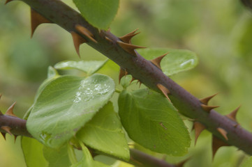 Rosal 84
