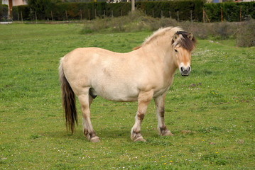 Obraz premium cheval