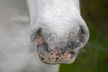 naseau de cheval