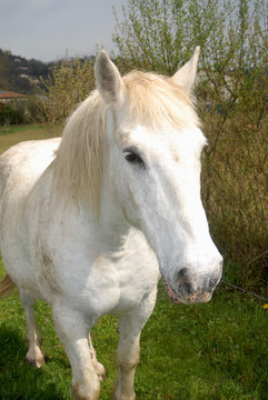 cheval blanc