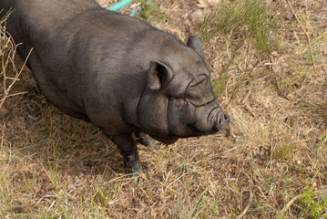 Fototapeta premium cochon noir