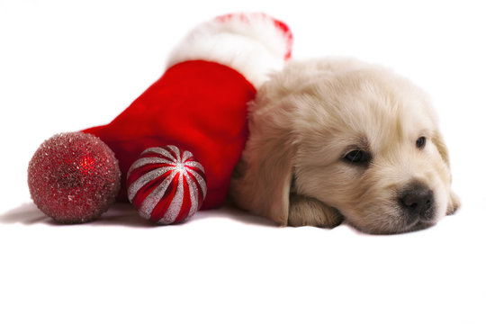 Golden retriever puppy isolated christmas toys and sock