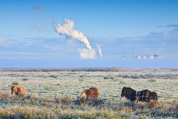 Winter landscape of grassland with horses