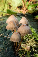 Bell shaped mushrooms