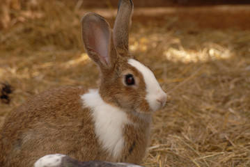lapin