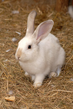 1 584 Best Lapin Blanc Images Stock Photos Vectors Adobe Stock