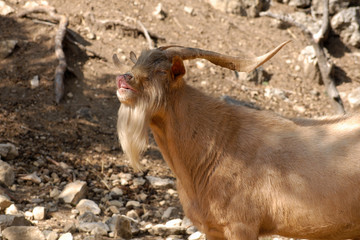 bouc