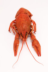Red cooked crayfish