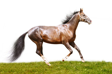 bay stallion