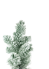 fir tree branch with artificial snow
