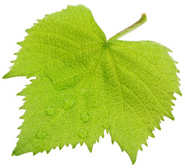 feuille vigne fond blanc