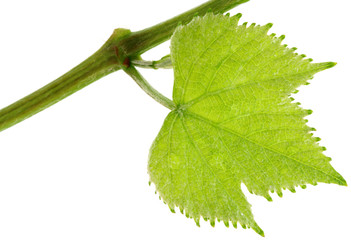 jeune feuille vigne fond blanc