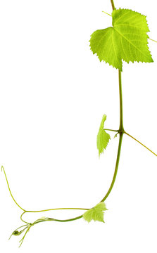 sarment vigne fond blanc