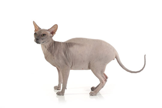Egyptian Donskoy bald cat isolated on white background