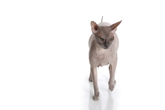 Egyptian Donskoy bald cat isolated on white background