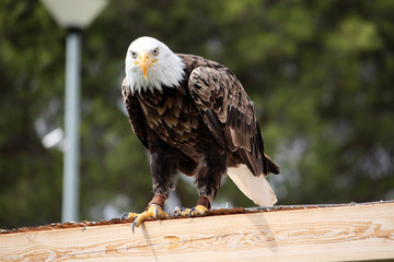 American Bald Eagle