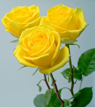 Fototapeta Yellow roses on grey