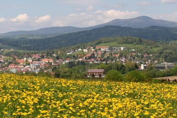 Grafenau